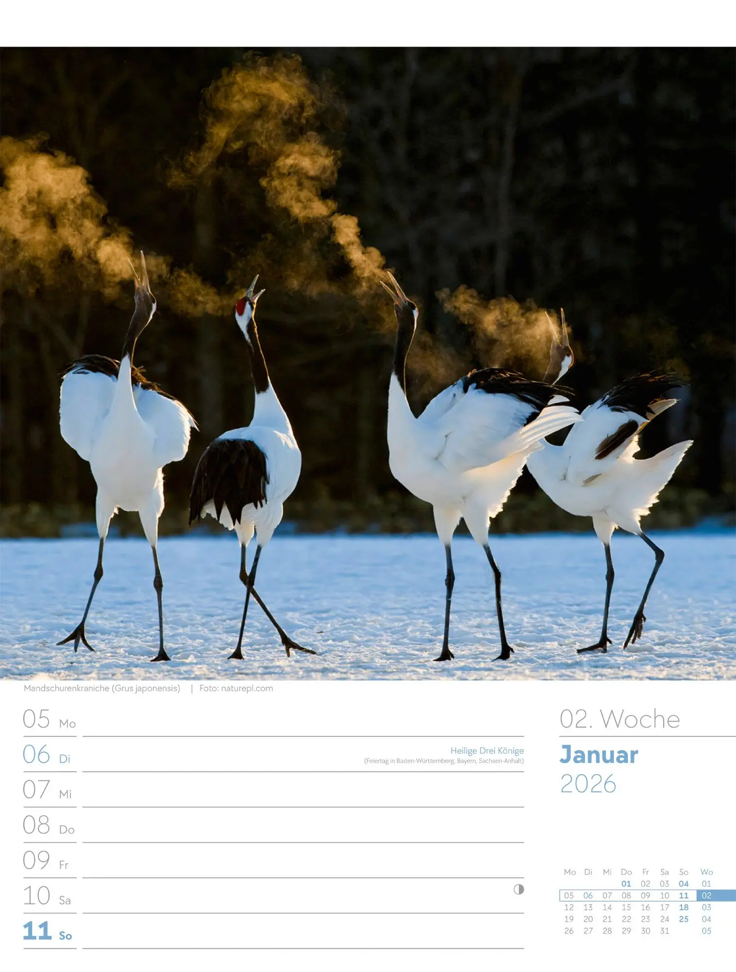 Bild: 9783838436289 | Vögel - Tier-Wochenplaner 2026 | Ackermann Kunstverlag GmbH | Kalender