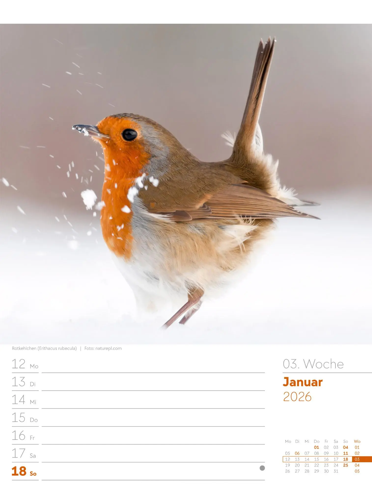 Bild: 9783838436289 | Vögel - Tier-Wochenplaner 2026 | Ackermann Kunstverlag GmbH | Kalender