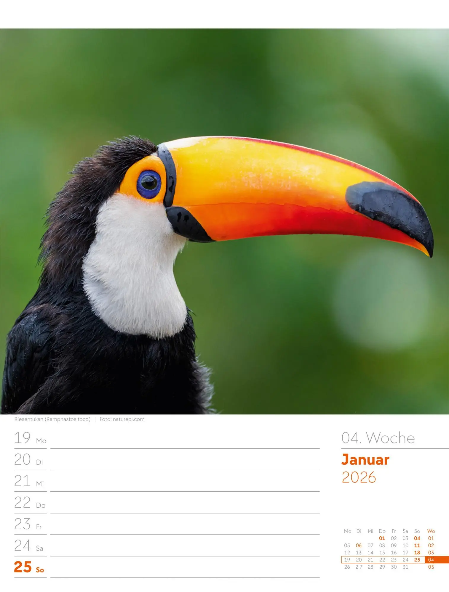 Bild: 9783838436289 | Vögel - Tier-Wochenplaner 2026 | Ackermann Kunstverlag GmbH | Kalender