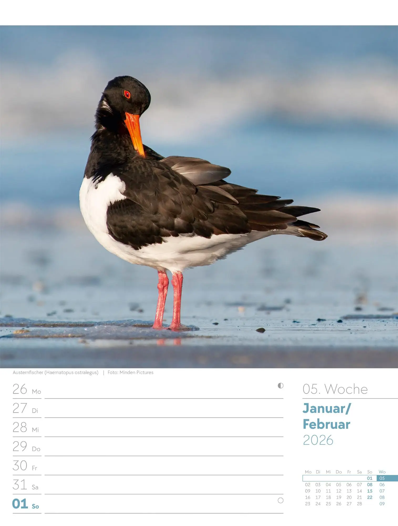 Bild: 9783838436289 | Vögel - Tier-Wochenplaner 2026 | Ackermann Kunstverlag GmbH | Kalender