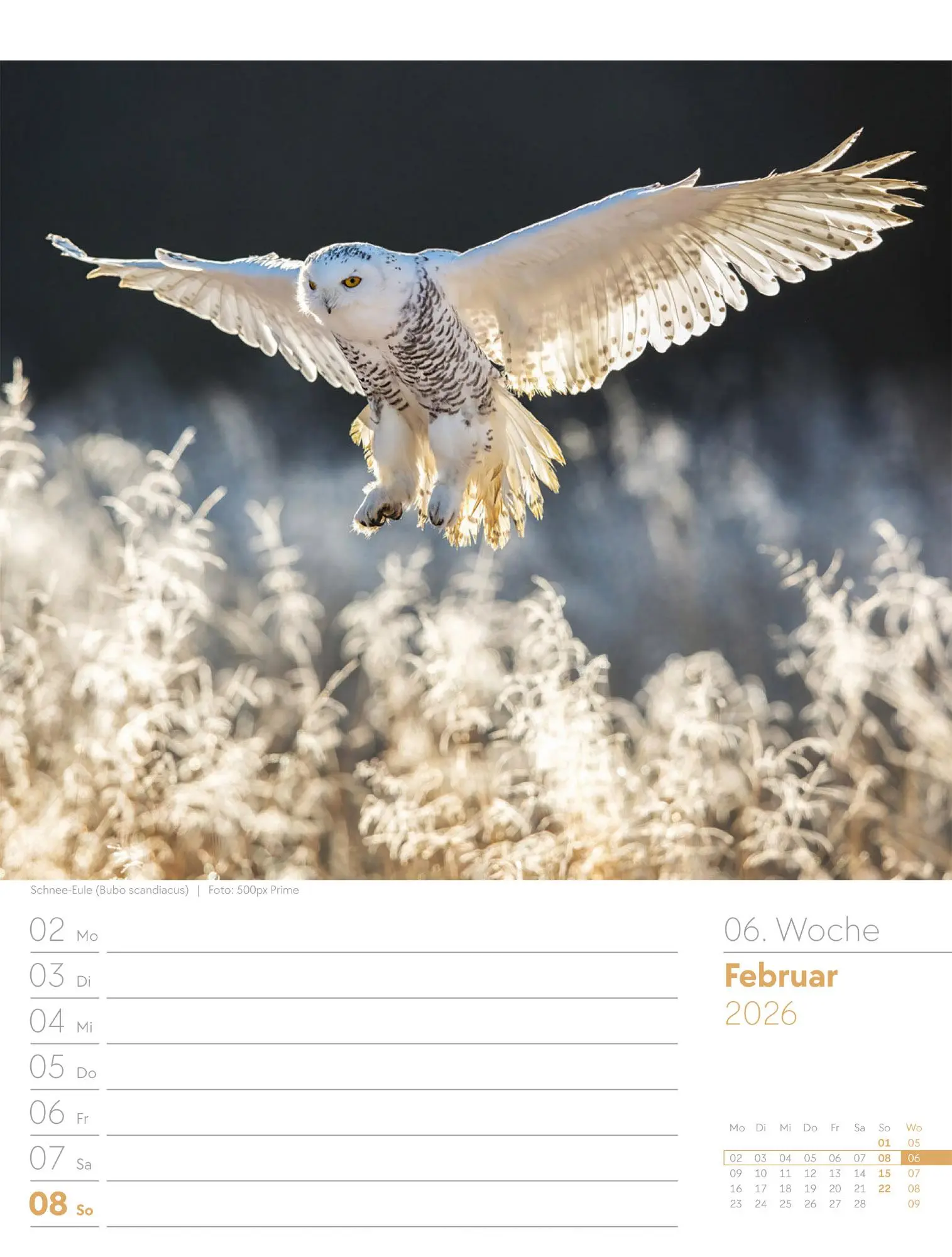 Bild: 9783838436289 | Vögel - Tier-Wochenplaner 2026 | Ackermann Kunstverlag GmbH | Kalender