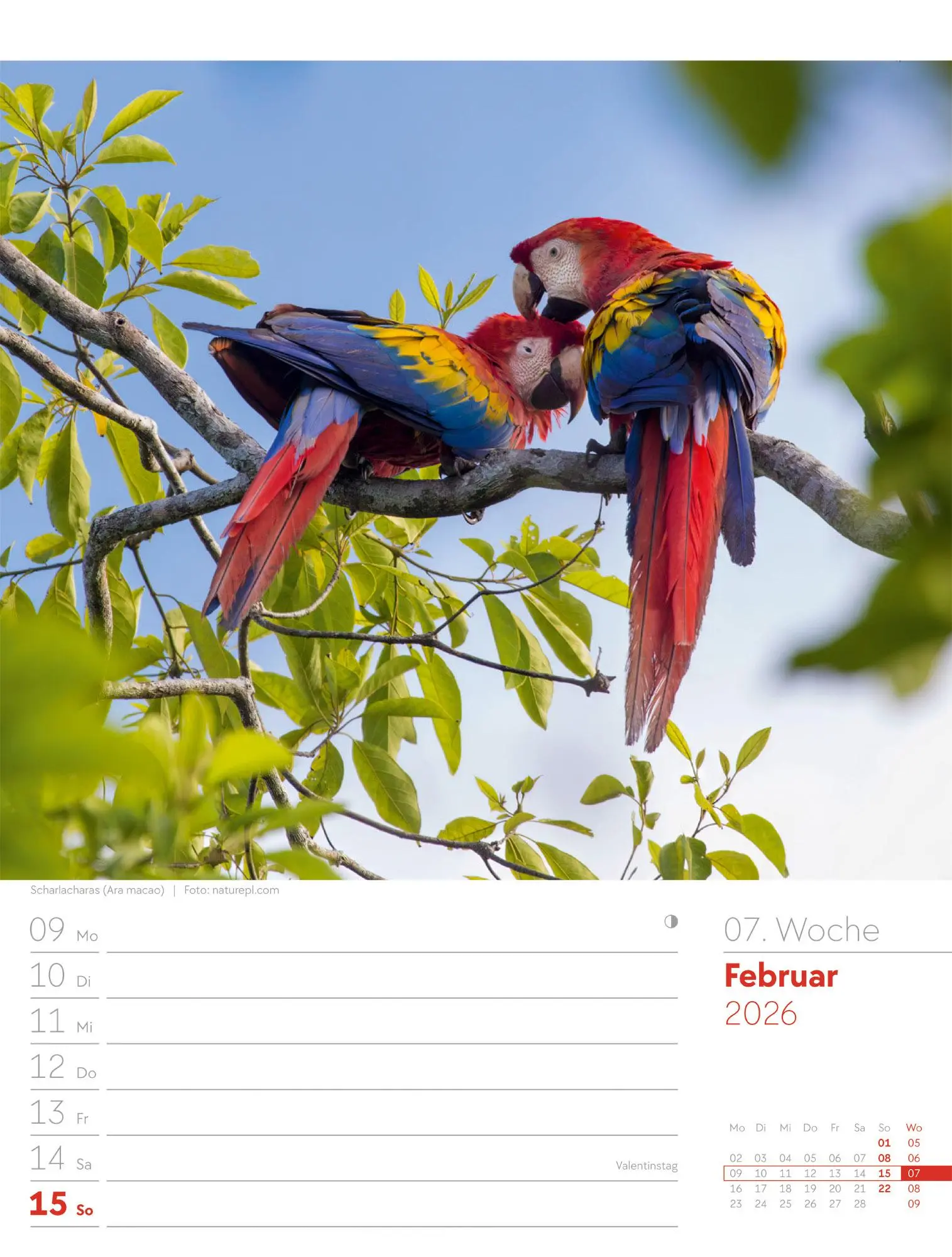 Bild: 9783838436289 | Vögel - Tier-Wochenplaner 2026 | Ackermann Kunstverlag GmbH | Kalender