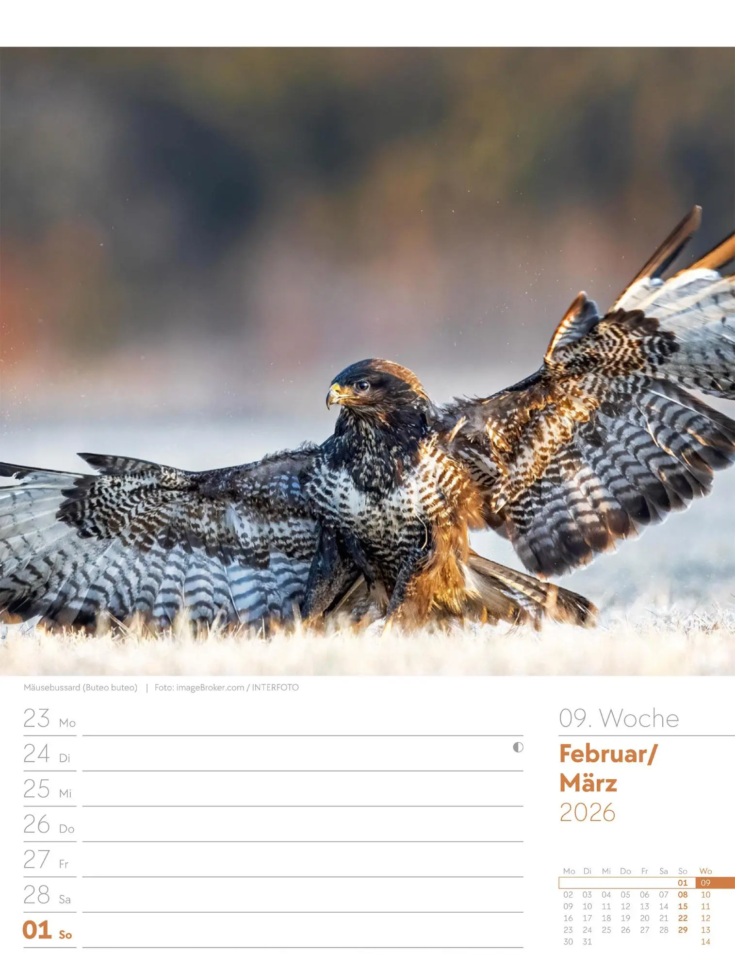 Bild: 9783838436289 | Vögel - Tier-Wochenplaner 2026 | Ackermann Kunstverlag GmbH | Kalender