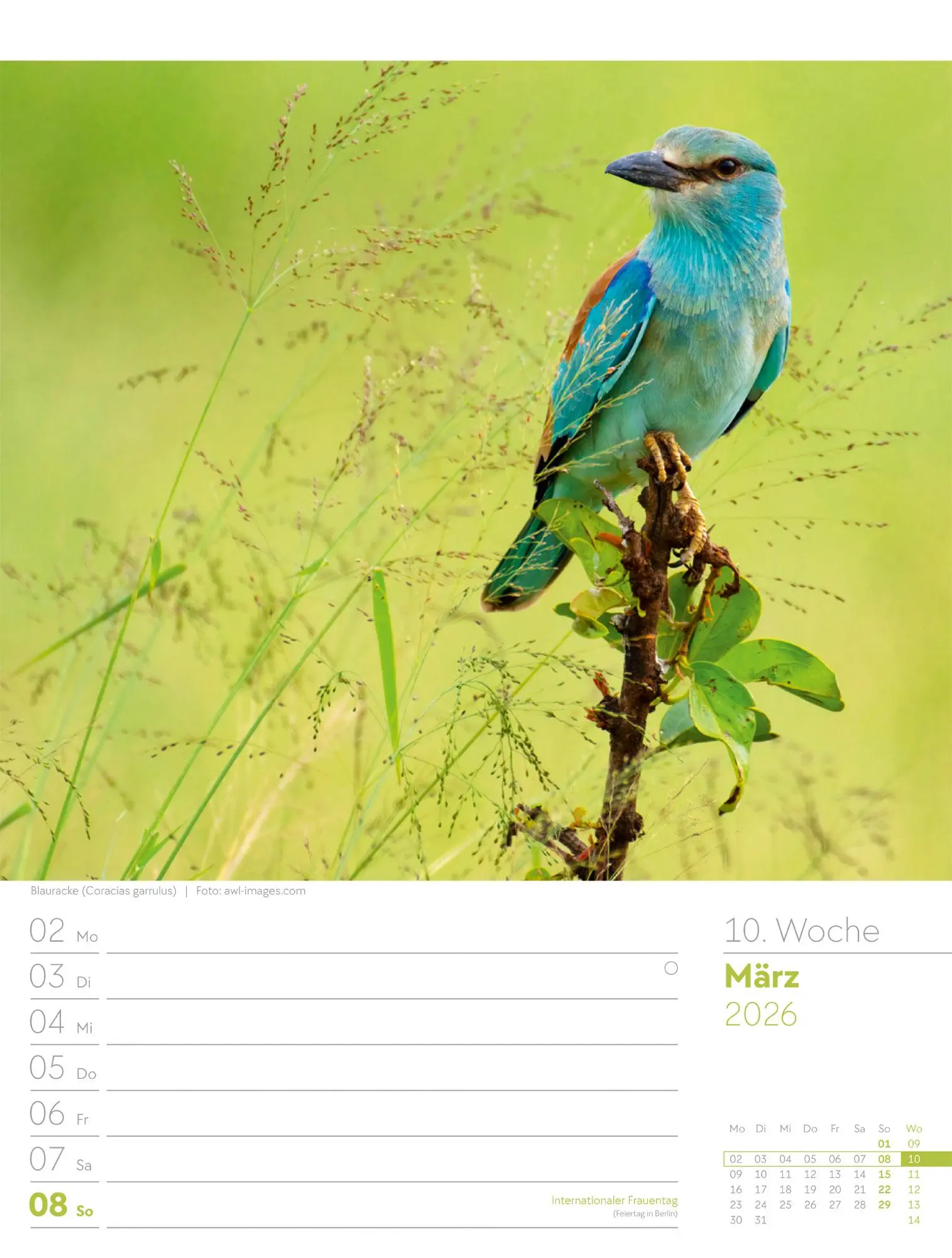 Bild: 9783838436289 | Vögel - Tier-Wochenplaner 2026 | Ackermann Kunstverlag GmbH | Kalender