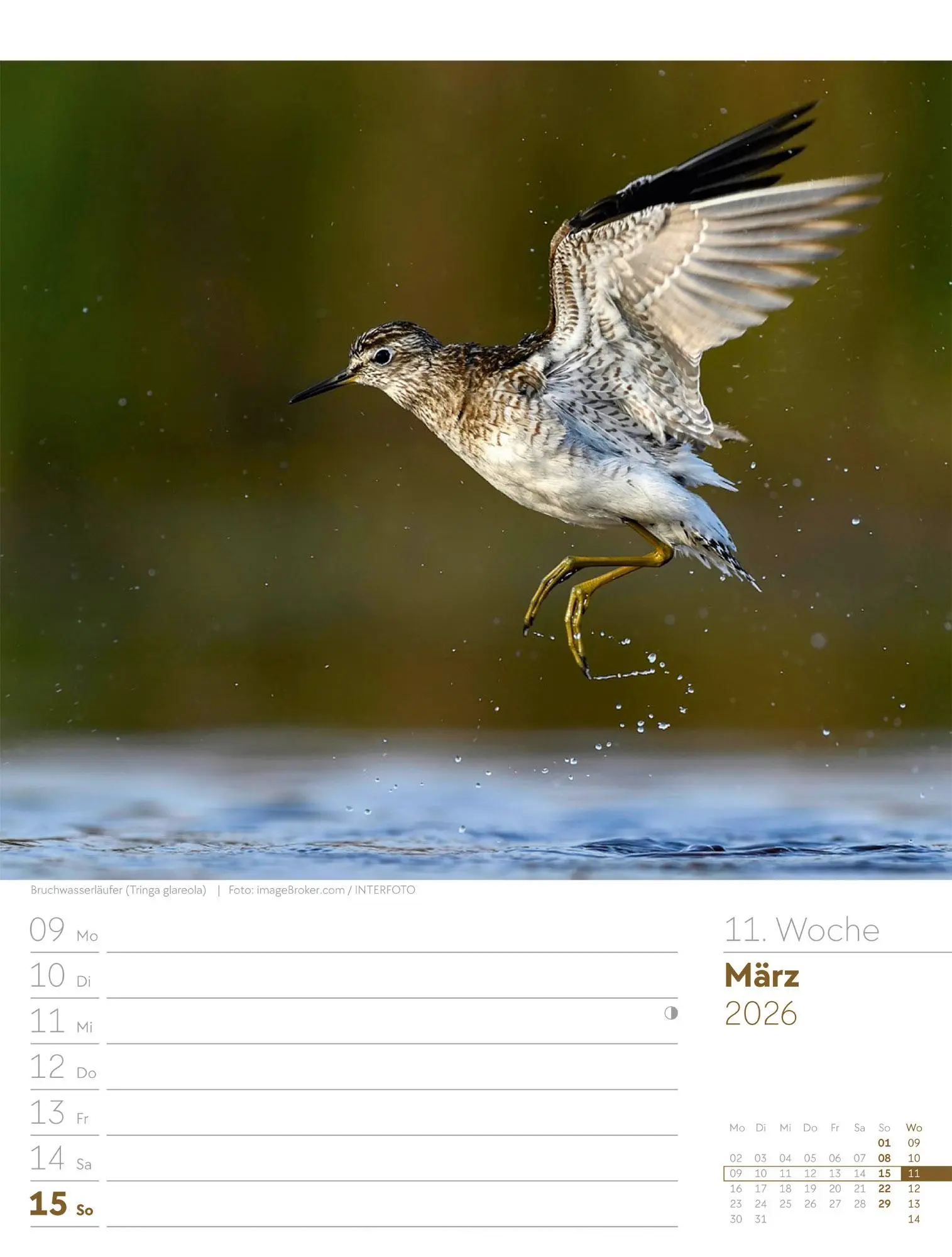 Bild: 9783838436289 | Vögel - Tier-Wochenplaner 2026 | Ackermann Kunstverlag GmbH | Kalender