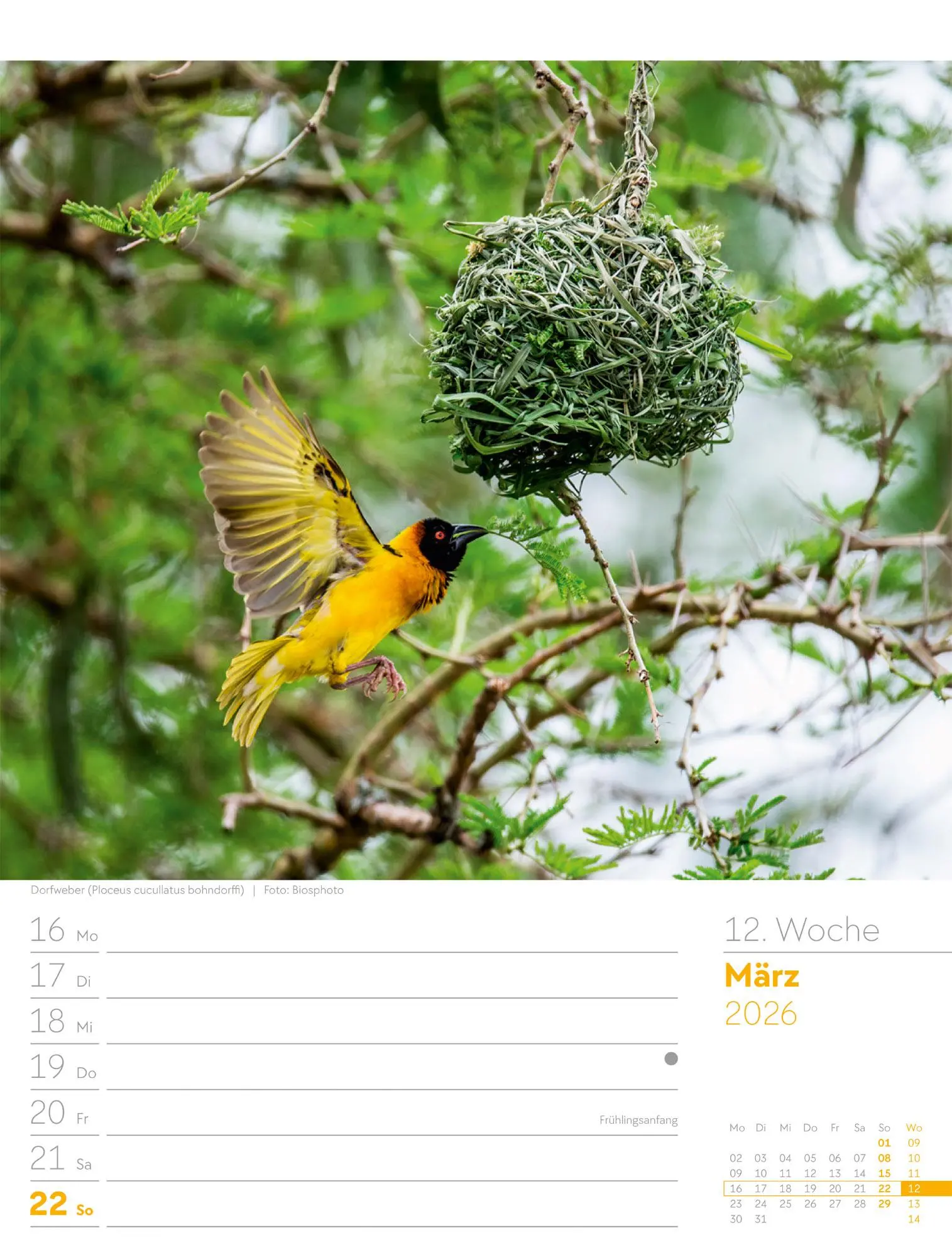 Bild: 9783838436289 | Vögel - Tier-Wochenplaner 2026 | Ackermann Kunstverlag GmbH | Kalender
