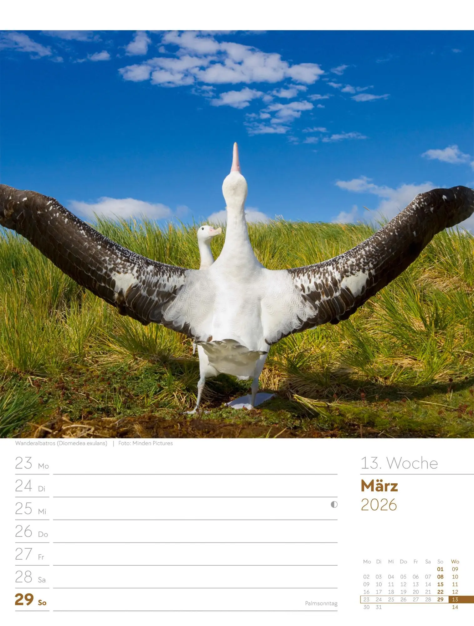 Bild: 9783838436289 | Vögel - Tier-Wochenplaner 2026 | Ackermann Kunstverlag GmbH | Kalender