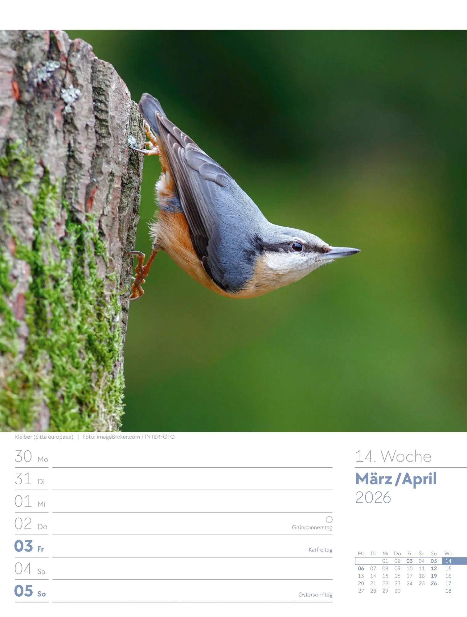 Bild: 9783838436289 | Vögel - Tier-Wochenplaner 2026 | Ackermann Kunstverlag GmbH | Kalender