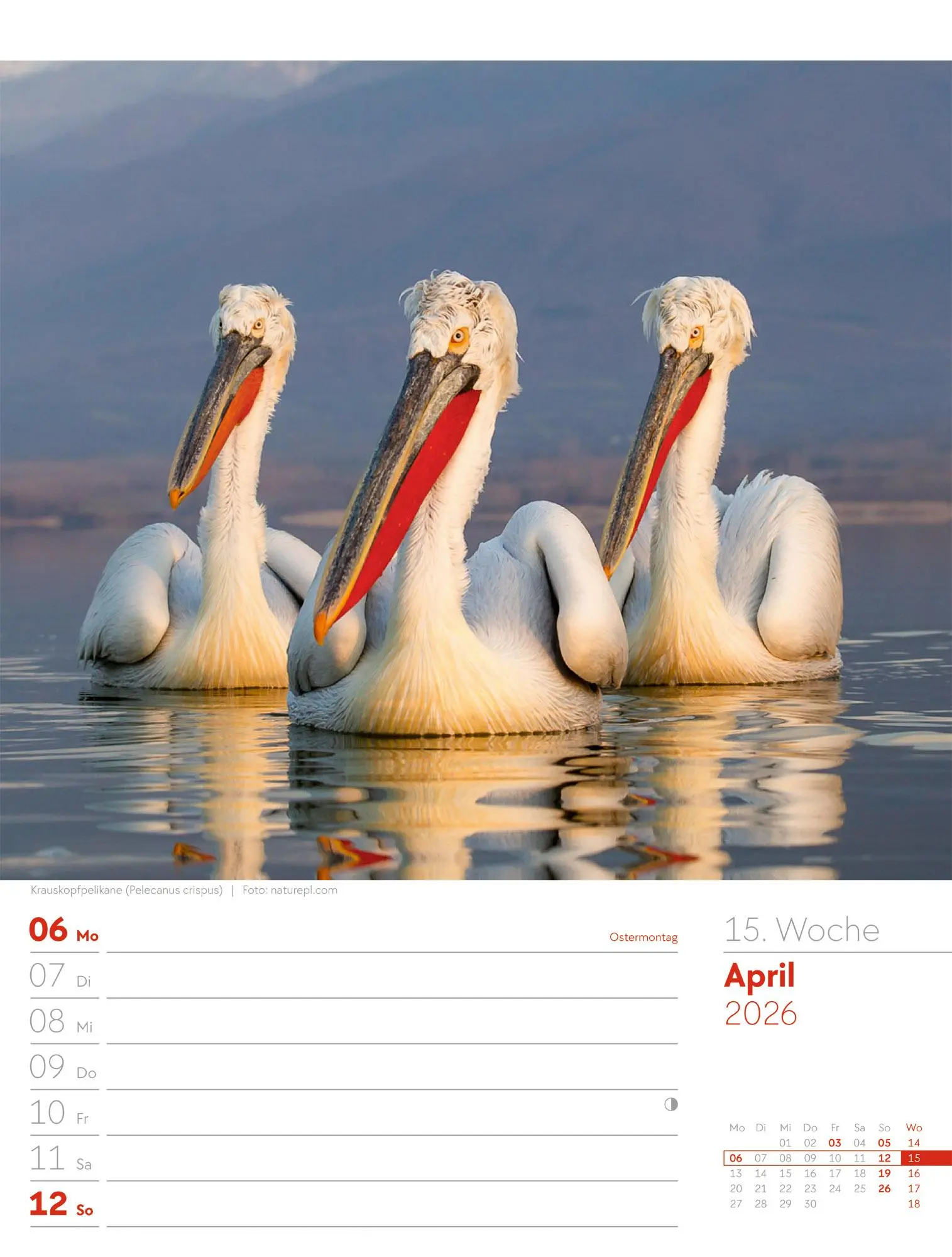 Bild: 9783838436289 | Vögel - Tier-Wochenplaner 2026 | Ackermann Kunstverlag GmbH | Kalender