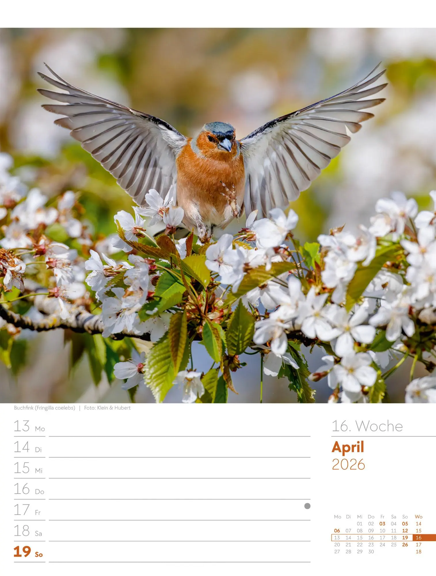 Bild: 9783838436289 | Vögel - Tier-Wochenplaner 2026 | Ackermann Kunstverlag GmbH | Kalender