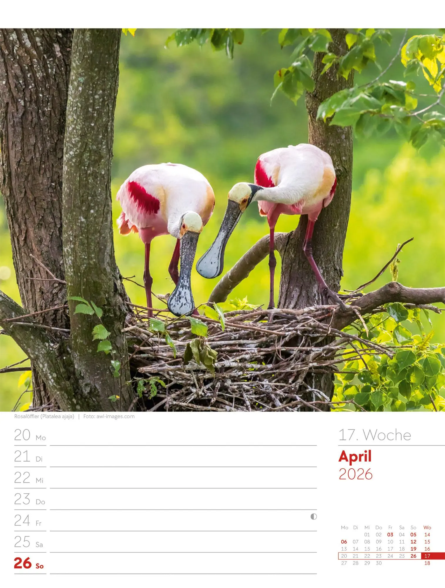 Bild: 9783838436289 | Vögel - Tier-Wochenplaner 2026 | Ackermann Kunstverlag GmbH | Kalender