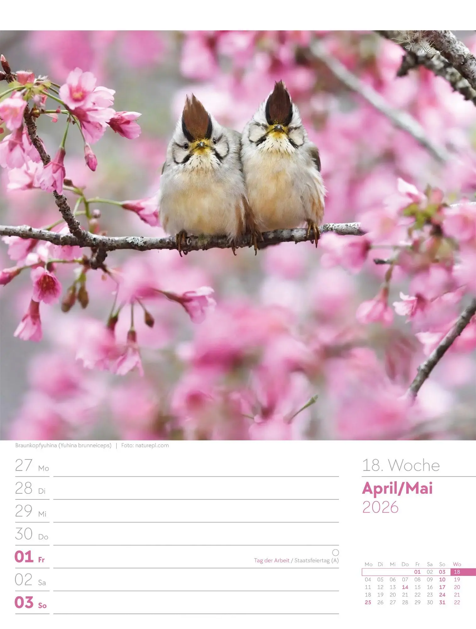 Bild: 9783838436289 | Vögel - Tier-Wochenplaner 2026 | Ackermann Kunstverlag GmbH | Kalender