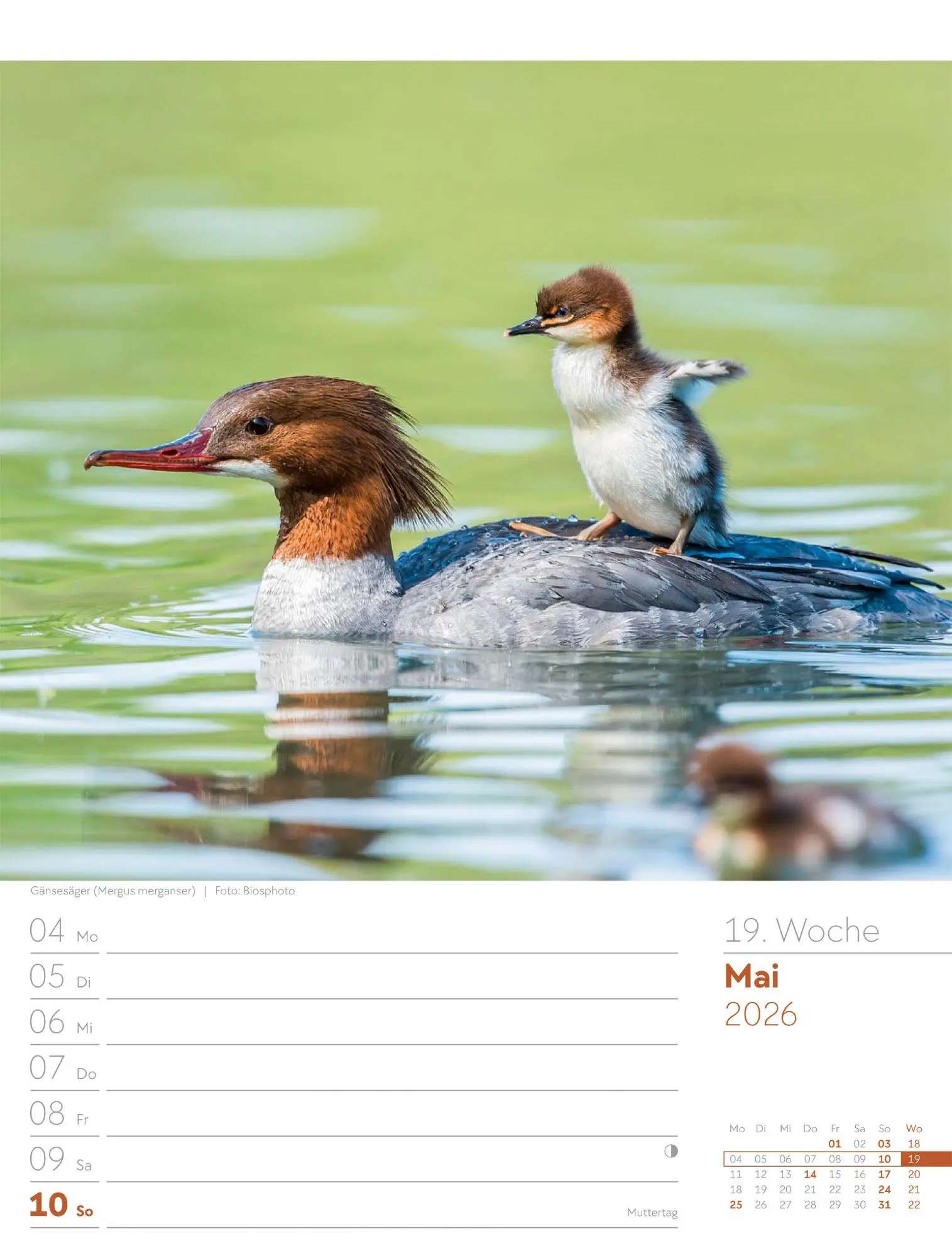 Bild: 9783838436289 | Vögel - Tier-Wochenplaner 2026 | Ackermann Kunstverlag GmbH | Kalender
