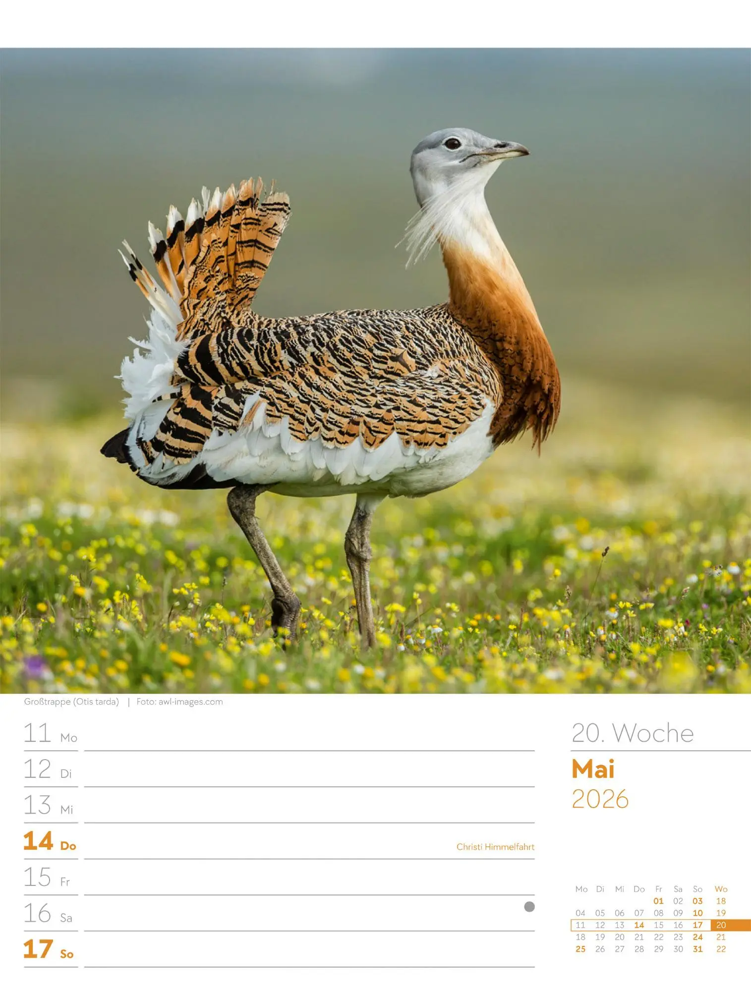 Bild: 9783838436289 | Vögel - Tier-Wochenplaner 2026 | Ackermann Kunstverlag GmbH | Kalender