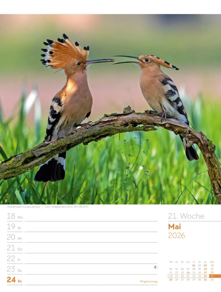 Bild: 9783838436289 | Vögel Wochenplaner Kalender 2026 | Ackermann Kunstverlag GmbH | 2026