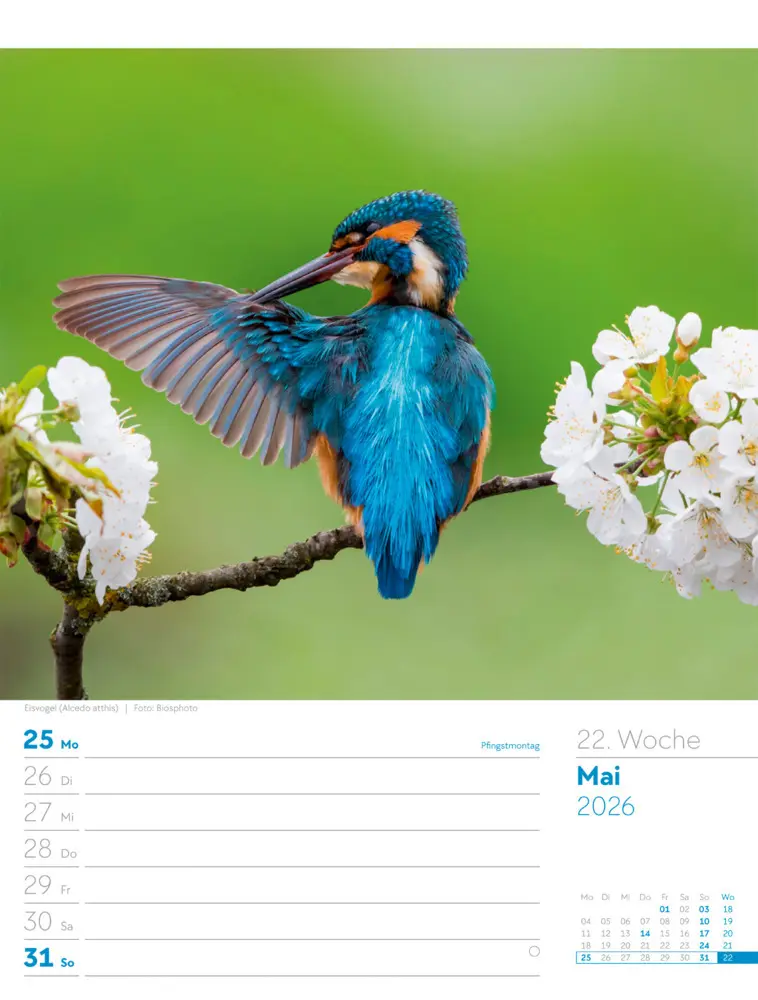 Bild: 9783838436289 | Vögel Wochenplaner Kalender 2026 | Ackermann Kunstverlag GmbH | 2026