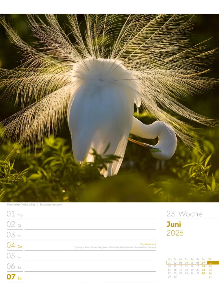 Bild: 9783838436289 | Vögel Wochenplaner Kalender 2026 | Ackermann Kunstverlag GmbH | 2026