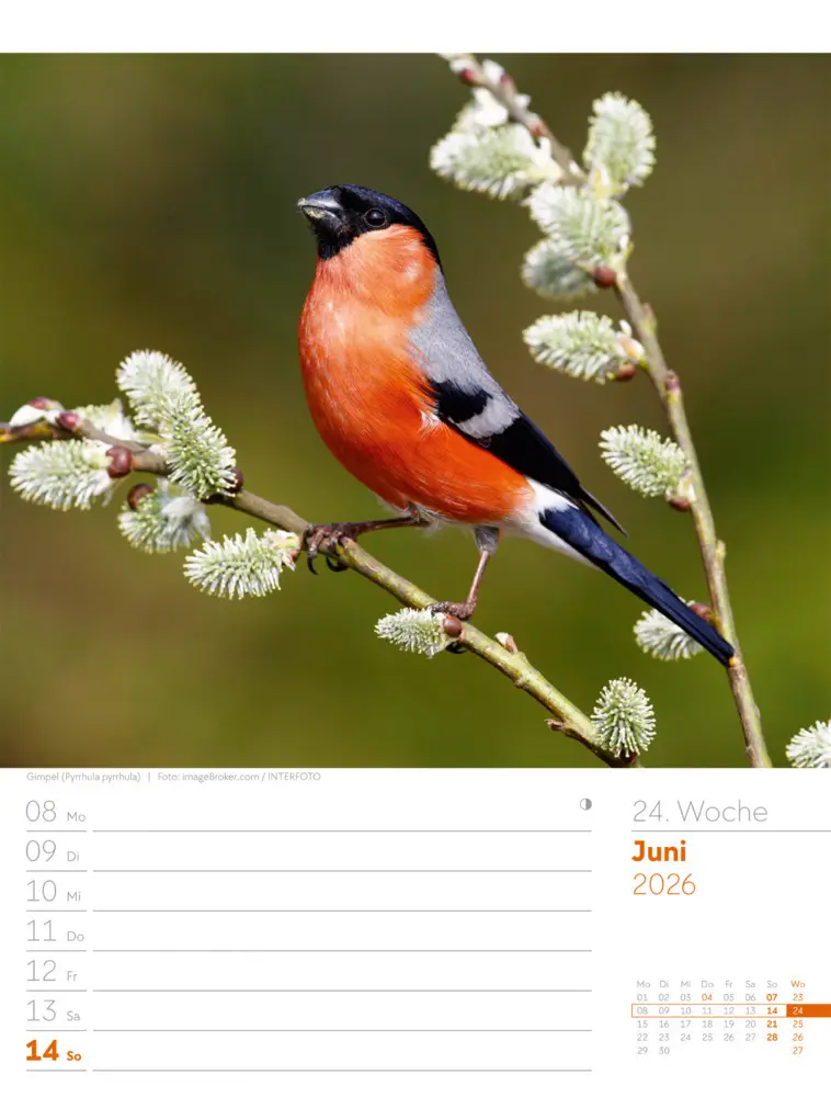 Bild: 9783838436289 | Vögel Wochenplaner Kalender 2026 | Ackermann Kunstverlag GmbH | 2026
