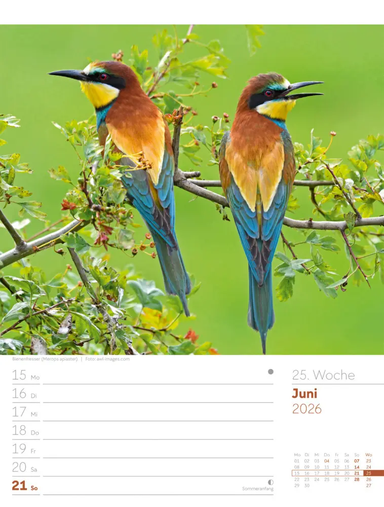 Bild: 9783838436289 | Vögel Wochenplaner Kalender 2026 | Ackermann Kunstverlag GmbH | 2026