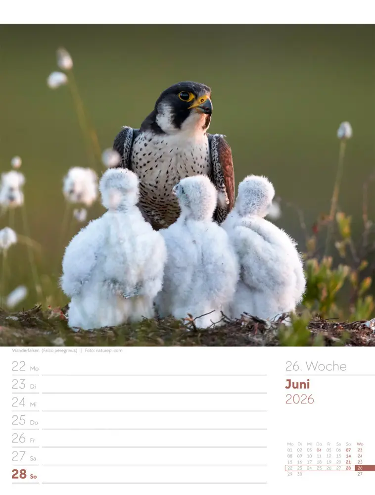 Bild: 9783838436289 | Vögel Wochenplaner Kalender 2026 | Ackermann Kunstverlag GmbH | 2026