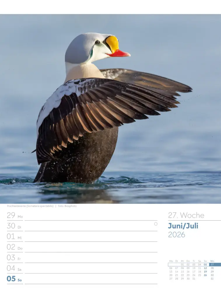 Bild: 9783838436289 | Vögel Wochenplaner Kalender 2026 | Ackermann Kunstverlag GmbH | 2026