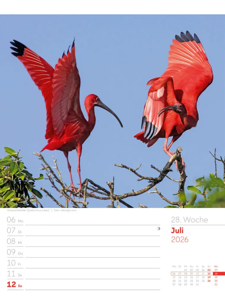 Bild: 9783838436289 | Vögel Wochenplaner Kalender 2026 | Ackermann Kunstverlag GmbH | 2026