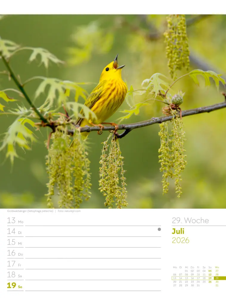 Bild: 9783838436289 | Vögel Wochenplaner Kalender 2026 | Ackermann Kunstverlag GmbH | 2026