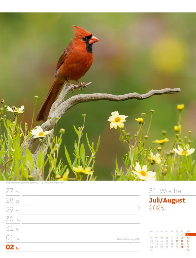 Bild: 9783838436289 | Vögel Wochenplaner Kalender 2026 | Ackermann Kunstverlag GmbH | 2026