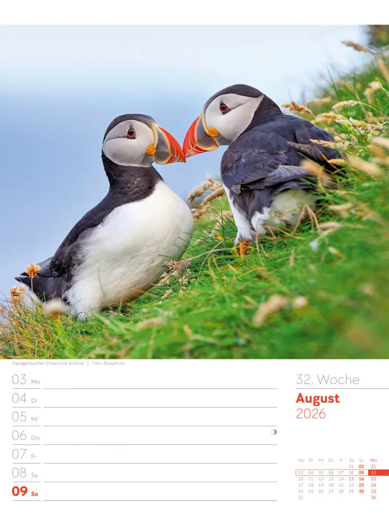 Bild: 9783838436289 | Vögel Wochenplaner Kalender 2026 | Ackermann Kunstverlag GmbH | 2026
