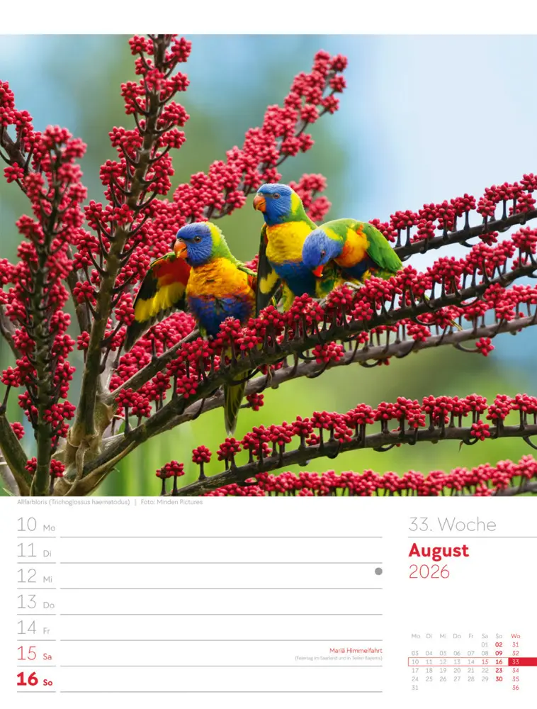 Bild: 9783838436289 | Vögel Wochenplaner Kalender 2026 | Ackermann Kunstverlag GmbH | 2026