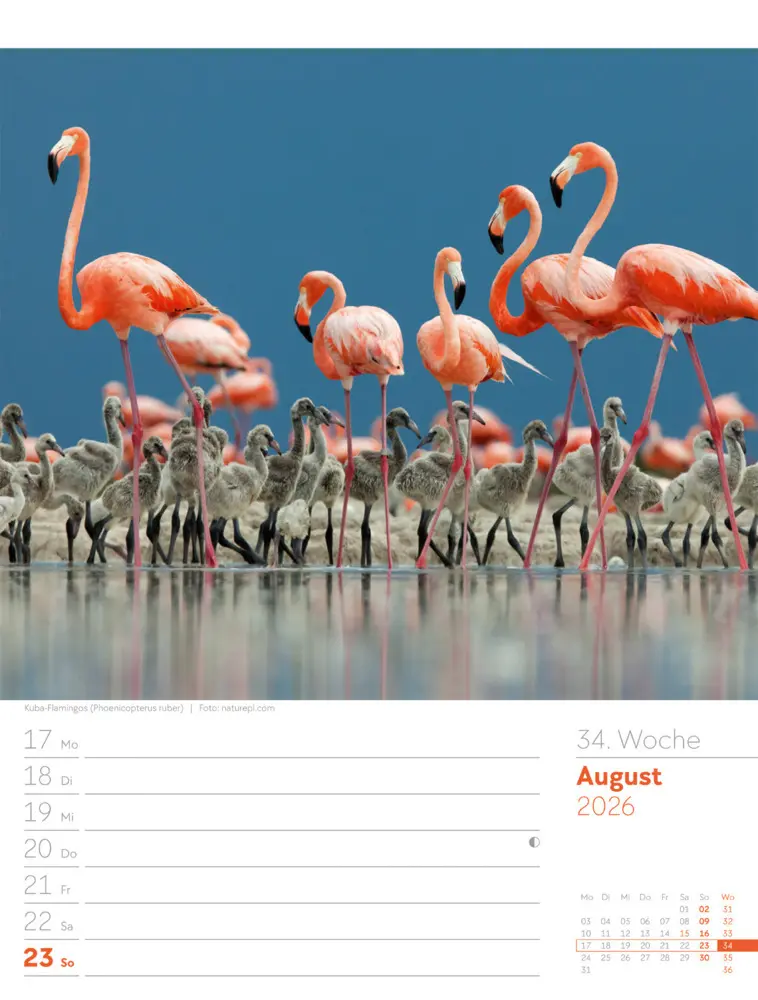 Bild: 9783838436289 | Vögel Wochenplaner Kalender 2026 | Ackermann Kunstverlag GmbH | 2026