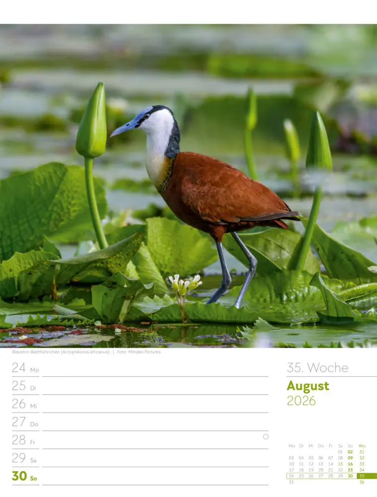 Bild: 9783838436289 | Vögel Wochenplaner Kalender 2026 | Ackermann Kunstverlag GmbH | 2026