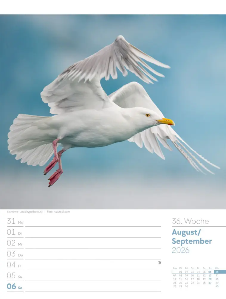 Bild: 9783838436289 | Vögel Wochenplaner Kalender 2026 | Ackermann Kunstverlag GmbH | 2026