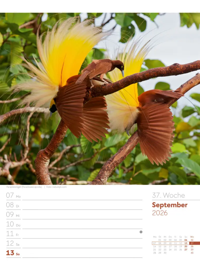 Bild: 9783838436289 | Vögel Wochenplaner Kalender 2026 | Ackermann Kunstverlag GmbH | 2026