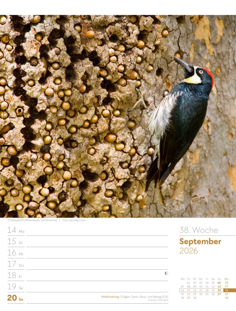 Bild: 9783838436289 | Vögel Wochenplaner Kalender 2026 | Ackermann Kunstverlag GmbH | 2026
