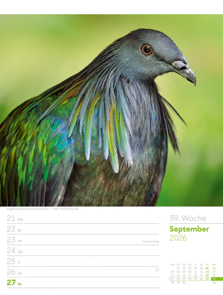 Bild: 9783838436289 | Vögel Wochenplaner Kalender 2026 | Ackermann Kunstverlag GmbH | 2026