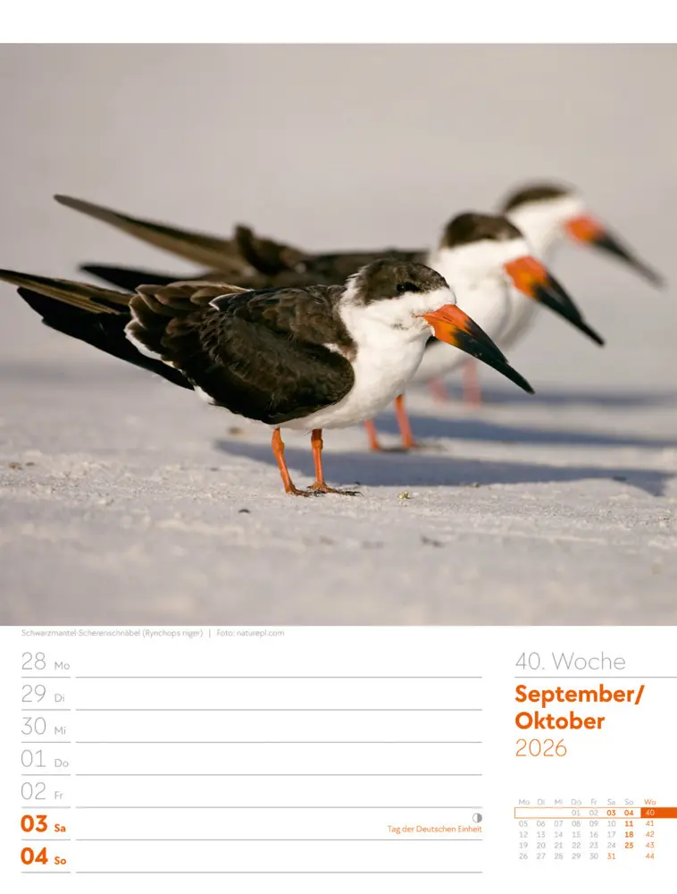 Bild: 9783838436289 | Vögel Wochenplaner Kalender 2026 | Ackermann Kunstverlag GmbH | 2026