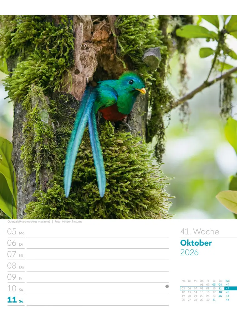 Bild: 9783838436289 | Vögel Wochenplaner Kalender 2026 | Ackermann Kunstverlag GmbH | 2026