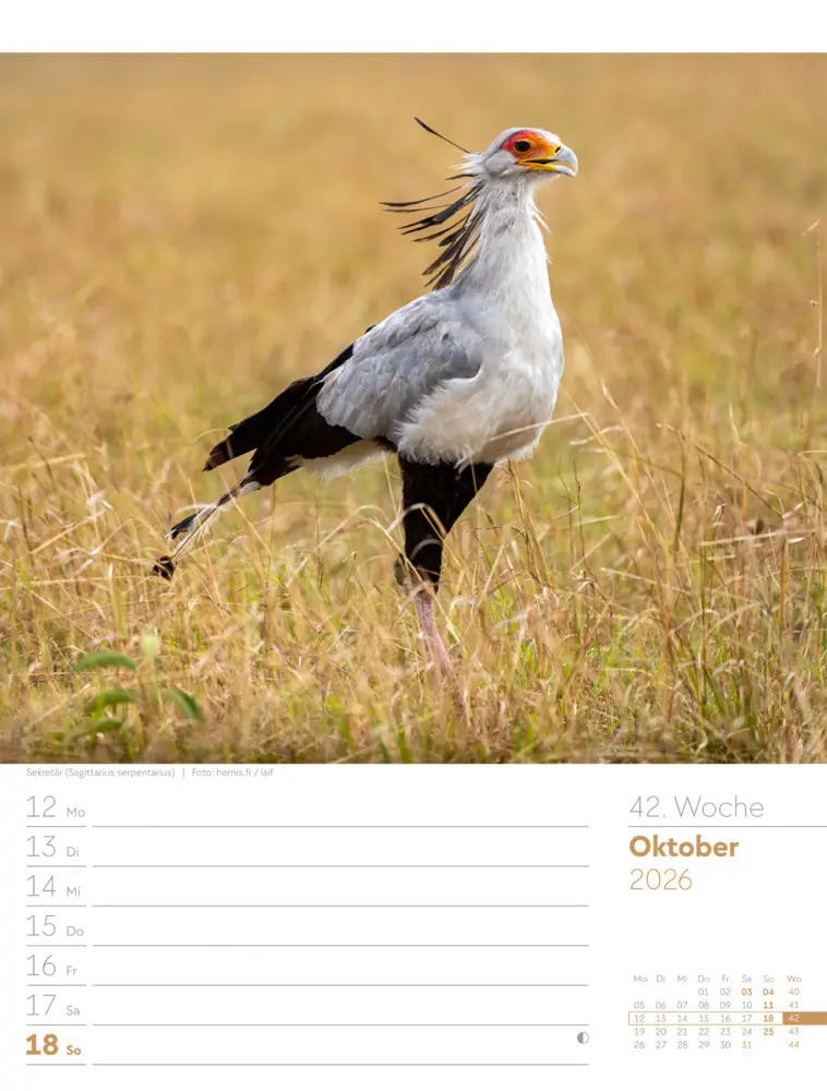 Bild: 9783838436289 | Vögel Wochenplaner Kalender 2026 | Ackermann Kunstverlag GmbH | 2026