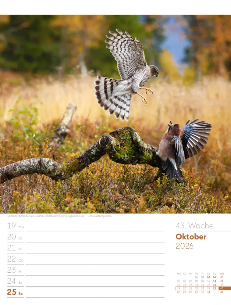Bild: 9783838436289 | Vögel Wochenplaner Kalender 2026 | Ackermann Kunstverlag GmbH | 2026