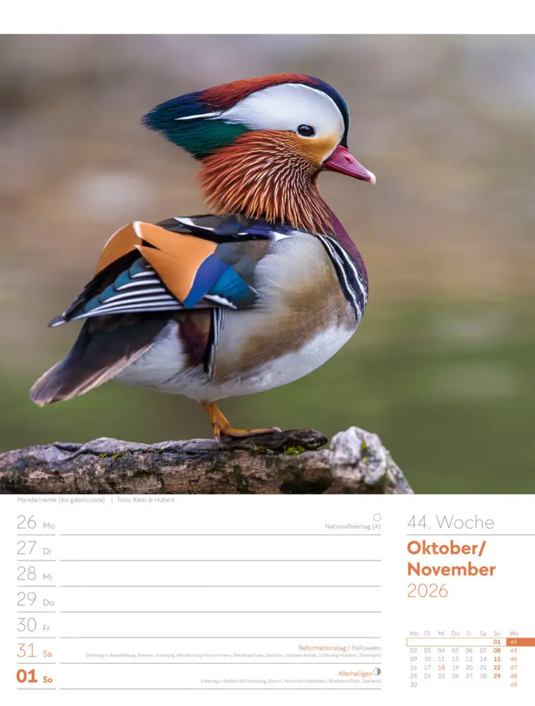 Bild: 9783838436289 | Vögel Wochenplaner Kalender 2026 | Ackermann Kunstverlag GmbH | 2026