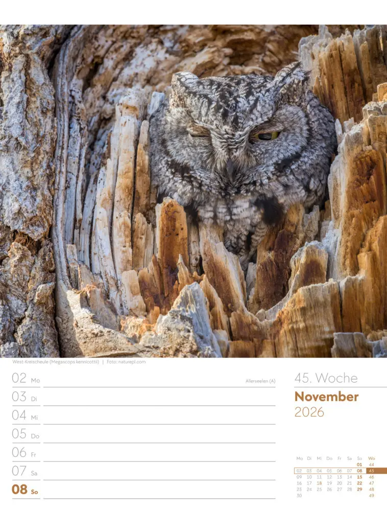 Bild: 9783838436289 | Vögel Wochenplaner Kalender 2026 | Ackermann Kunstverlag GmbH | 2026