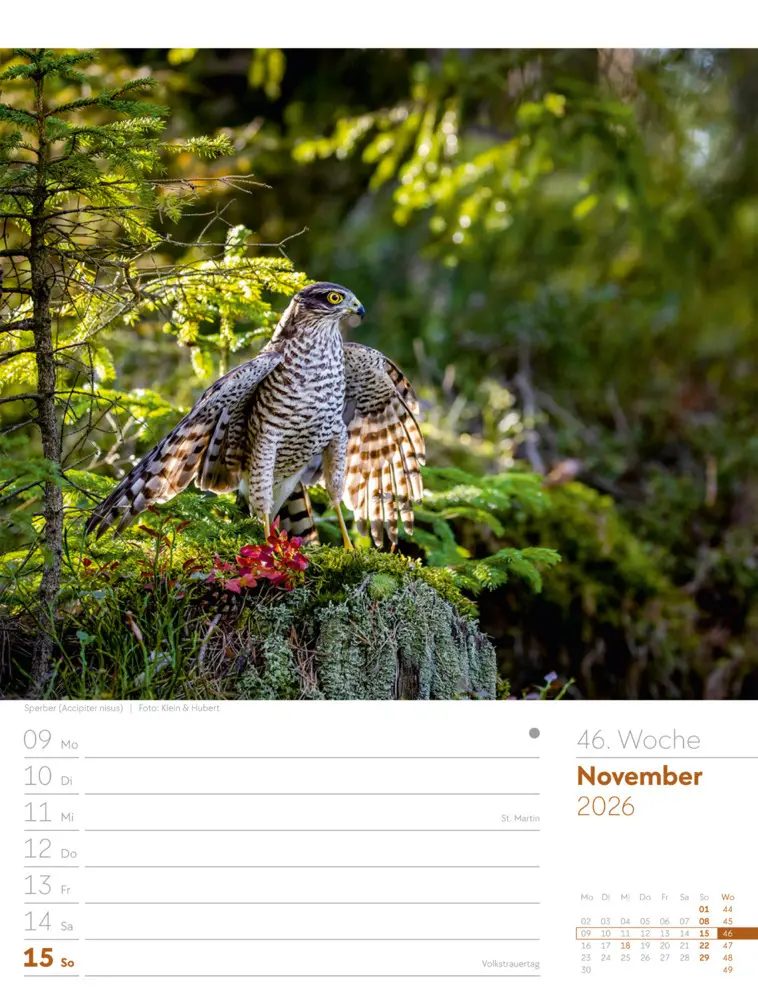 Bild: 9783838436289 | Vögel Wochenplaner Kalender 2026 | Ackermann Kunstverlag GmbH | 2026