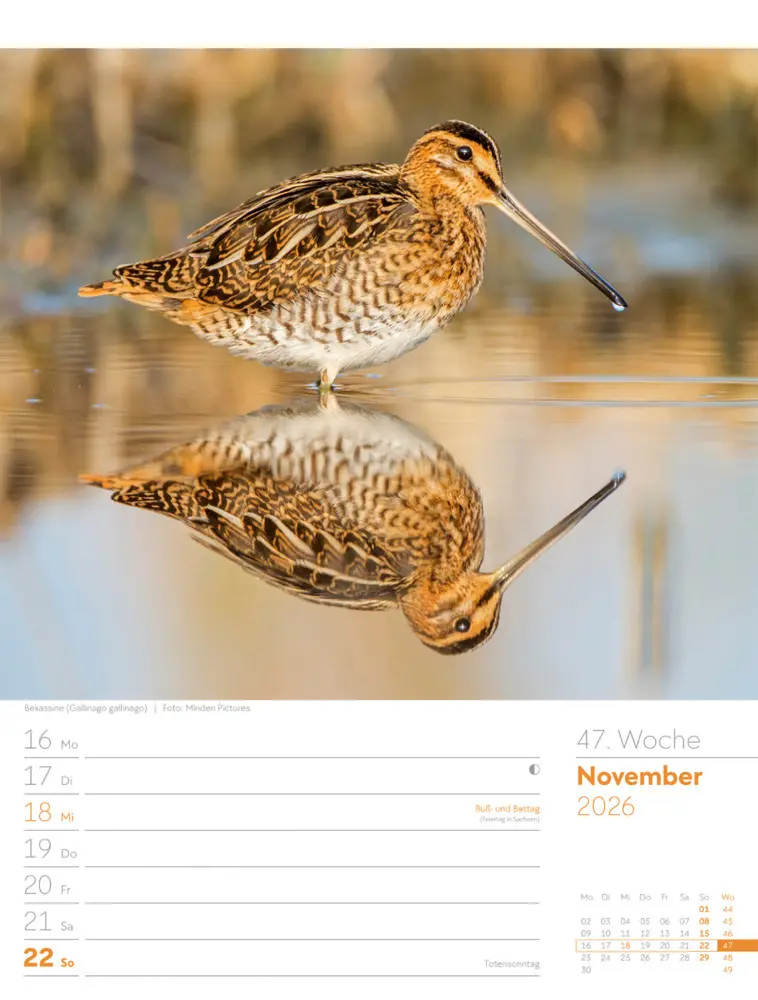Bild: 9783838436289 | Vögel Wochenplaner Kalender 2026 | Ackermann Kunstverlag GmbH | 2026