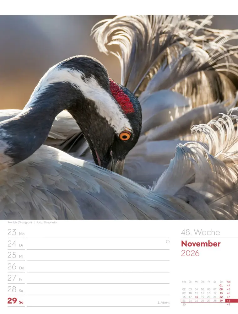 Bild: 9783838436289 | Vögel Wochenplaner Kalender 2026 | Ackermann Kunstverlag GmbH | 2026