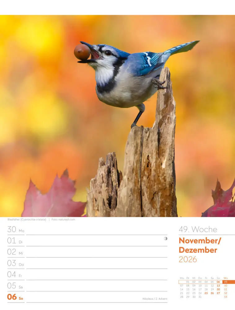 Bild: 9783838436289 | Vögel Wochenplaner Kalender 2026 | Ackermann Kunstverlag GmbH | 2026
