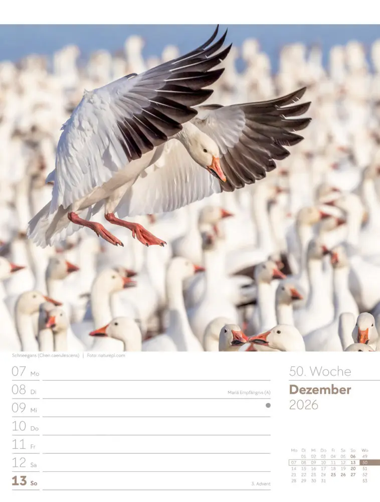 Bild: 9783838436289 | Vögel Wochenplaner Kalender 2026 | Ackermann Kunstverlag GmbH | 2026