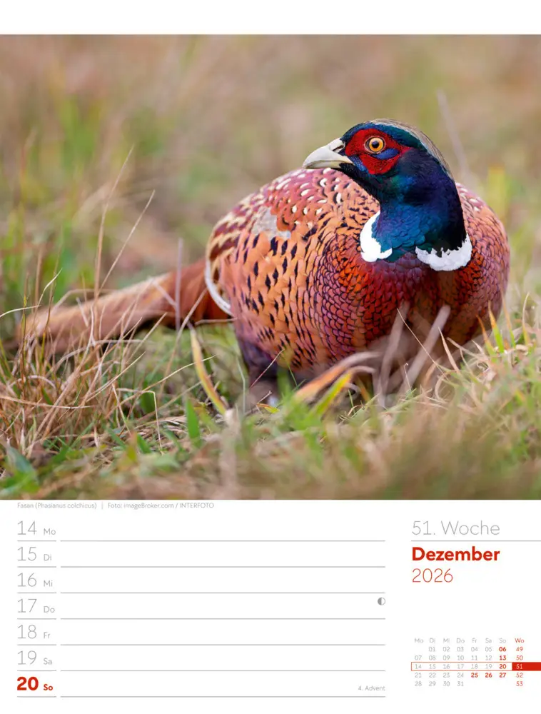 Bild: 9783838436289 | Vögel Wochenplaner Kalender 2026 | Ackermann Kunstverlag GmbH | 2026