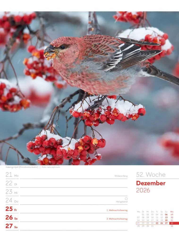 Bild: 9783838436289 | Vögel Wochenplaner Kalender 2026 | Ackermann Kunstverlag GmbH | 2026