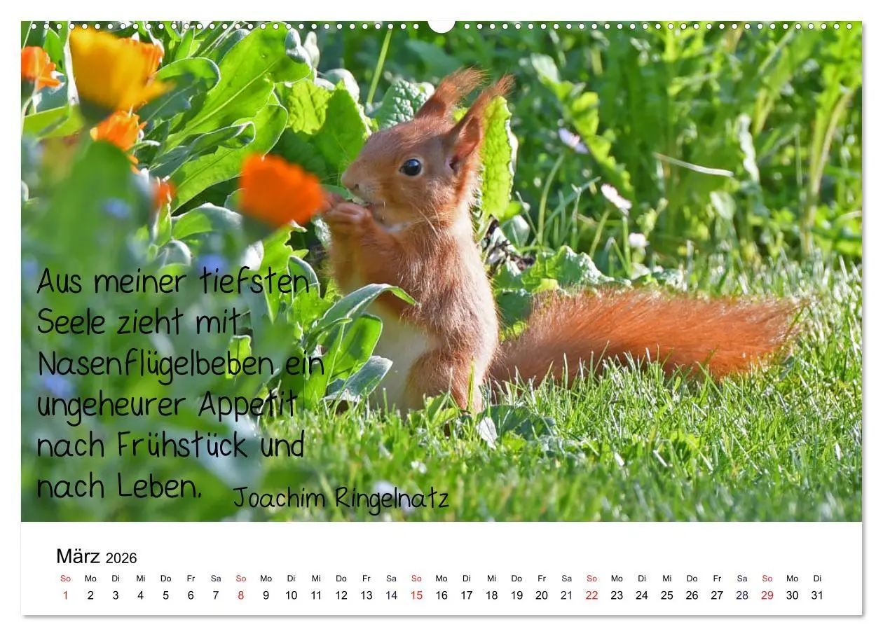 Bild: 9783457896389 | Der literarische Eichhörnchen-Kalender (Wandkalender 2026 DIN A2...